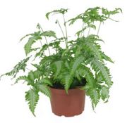 6" Fern Pteris Silver Brake